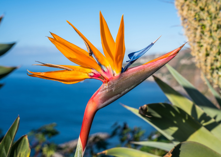 Fleur exotique de Madère