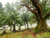 Forêt Laurissilva de Madère