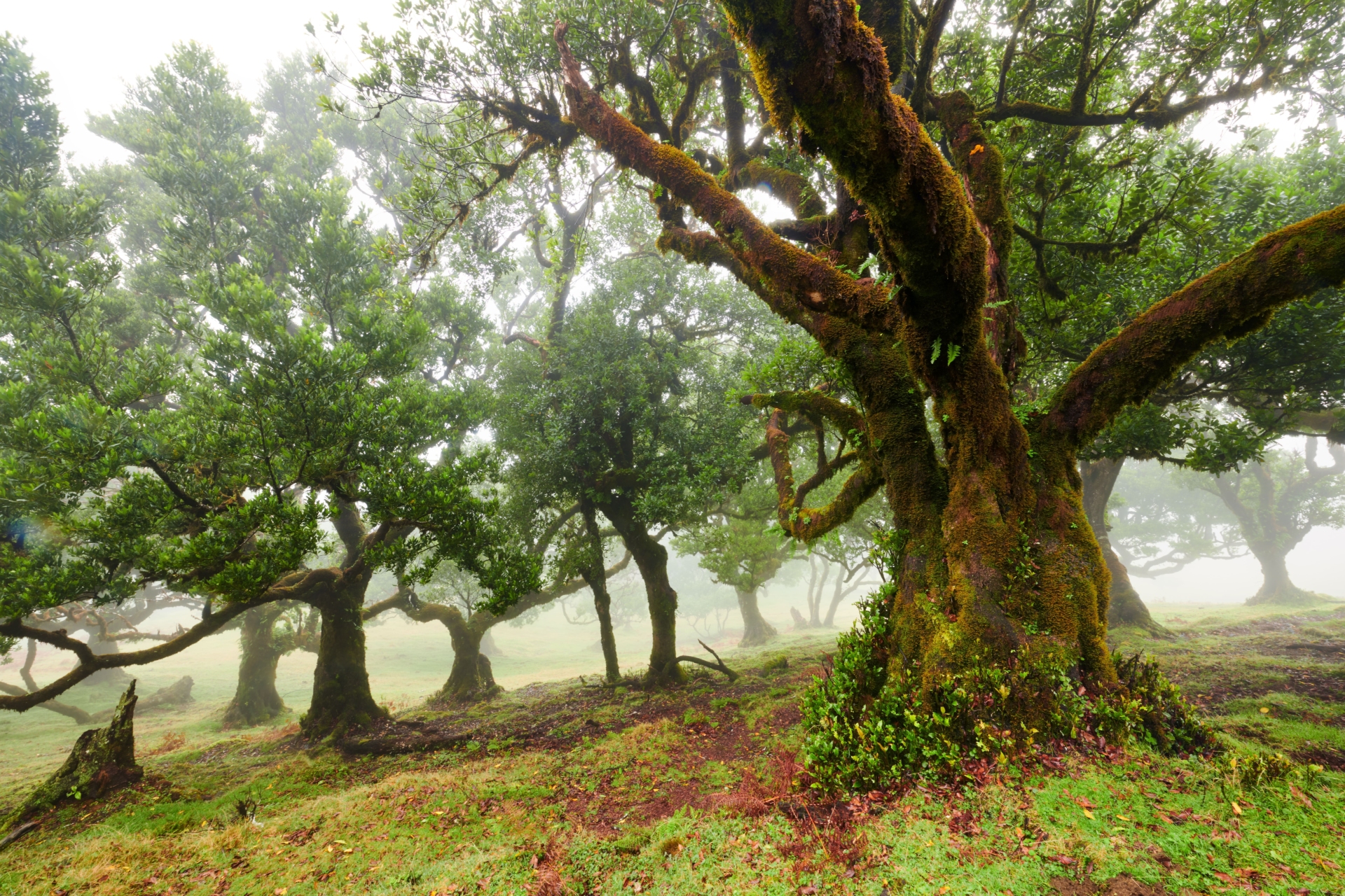 Forêt Laurissilva de Madère
