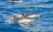 Dauphins de Madère
