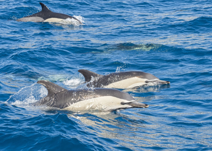 Dauphins de Madère