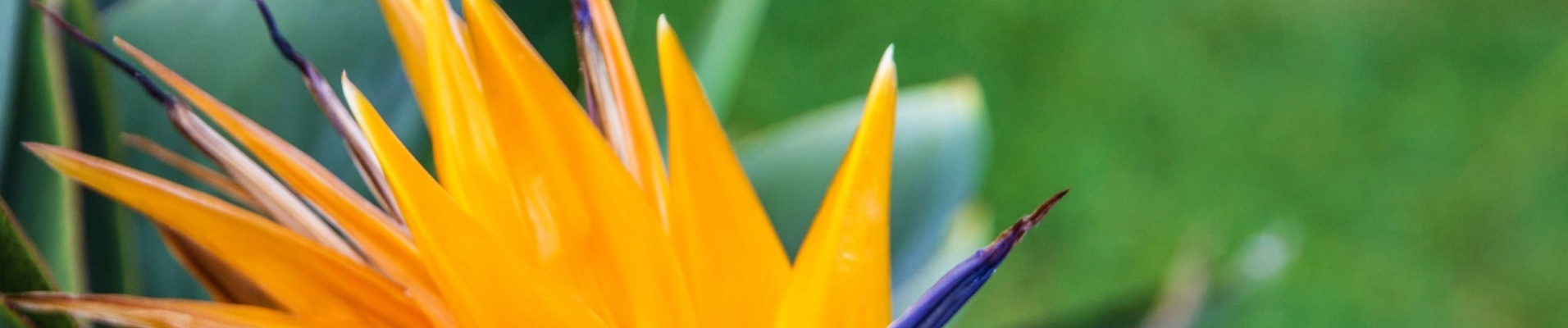 Fleur oiseau de paradis à Madère