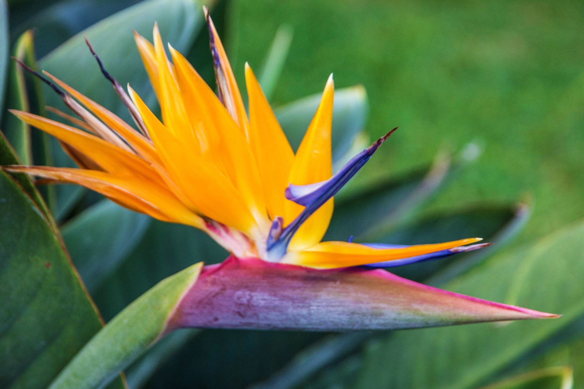Fleur oiseau de paradis à Madère
