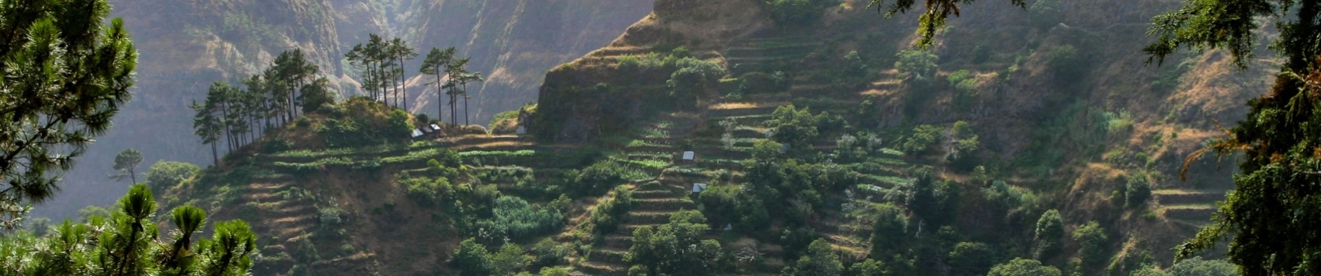 Cultures en terrasses de Madère