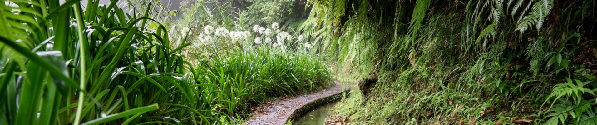 Levada du Chaudron Vert à Madère