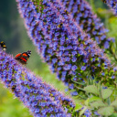 Fleur Papillon Madère