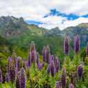 Fleurs Montagne - Madere