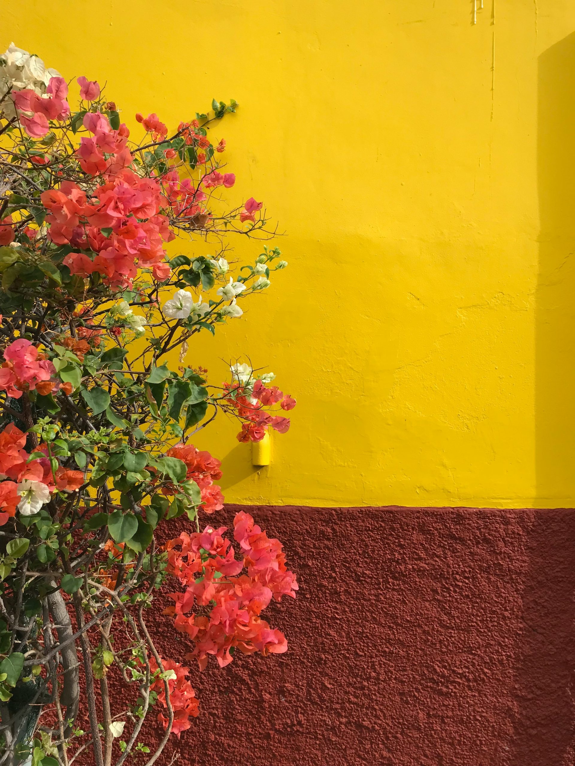 Détail d'une maison fleurie, Funchal, Madère